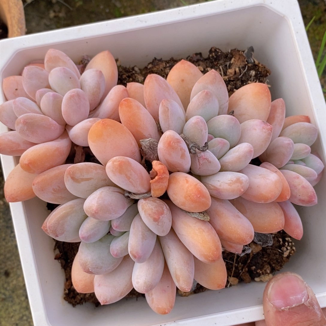 可问主播品种，下滑链接更多品种多肉选择