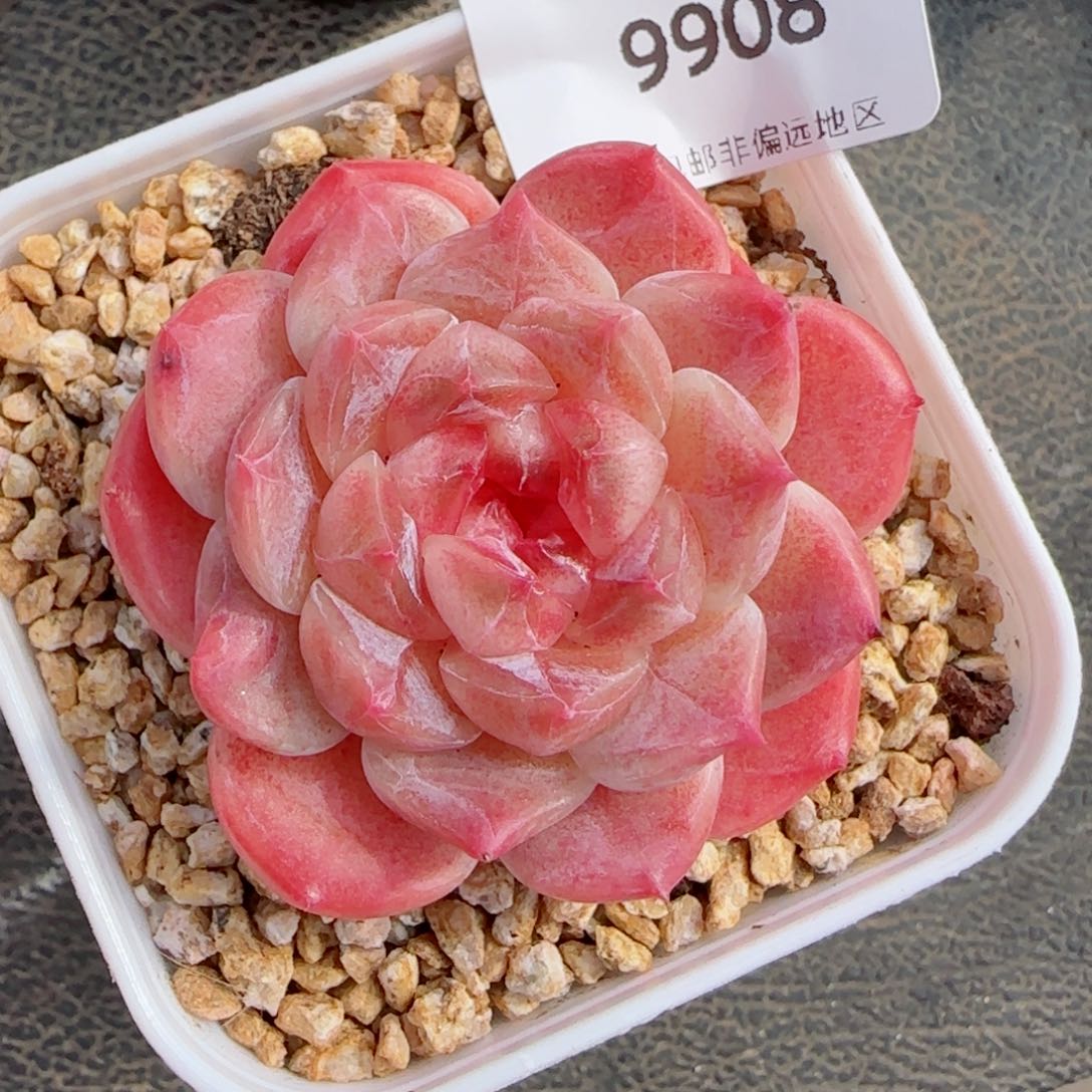 冰魄，9908多肉植物