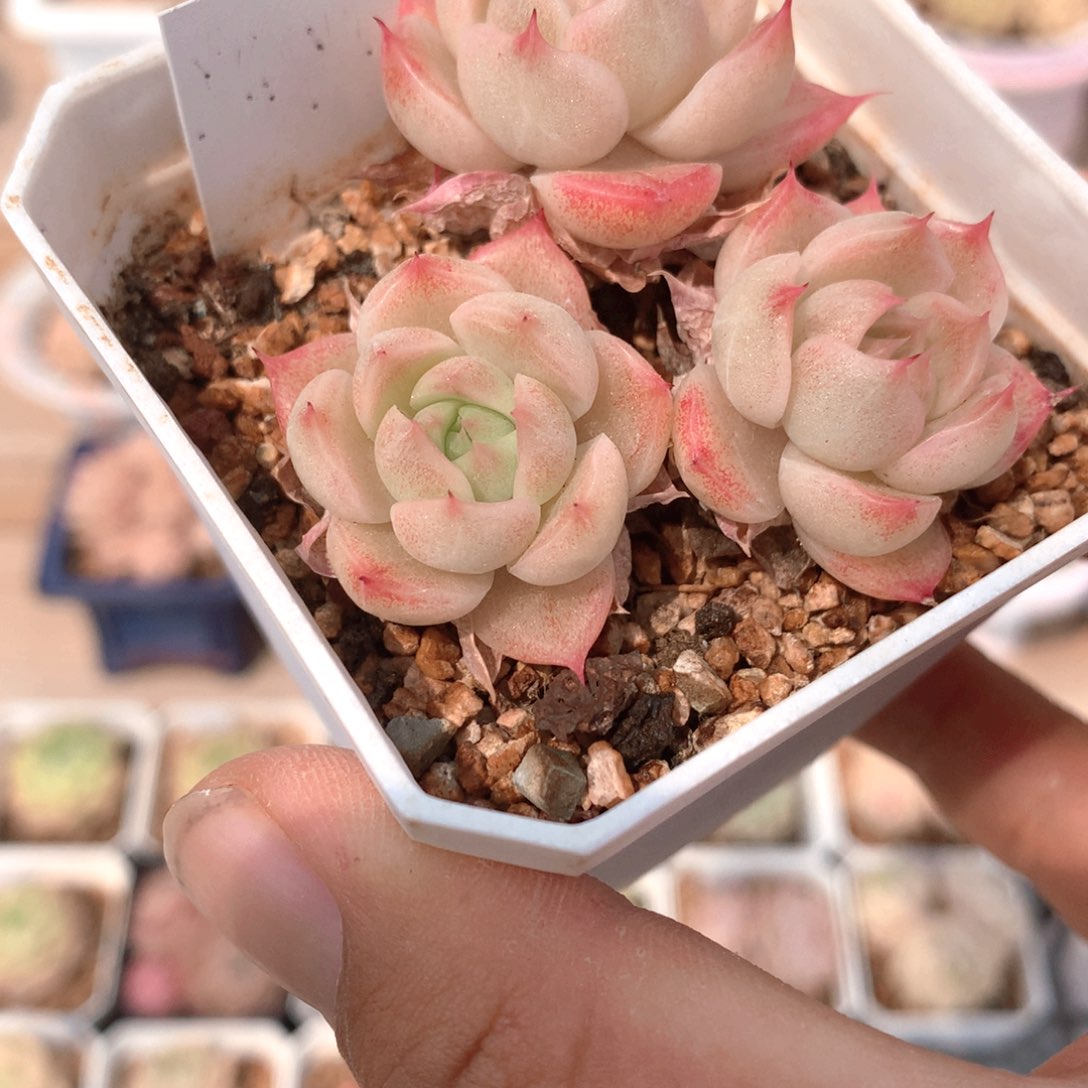023麦秆群 不包整散