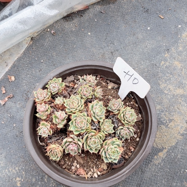 晨语多肉一物一拍+10