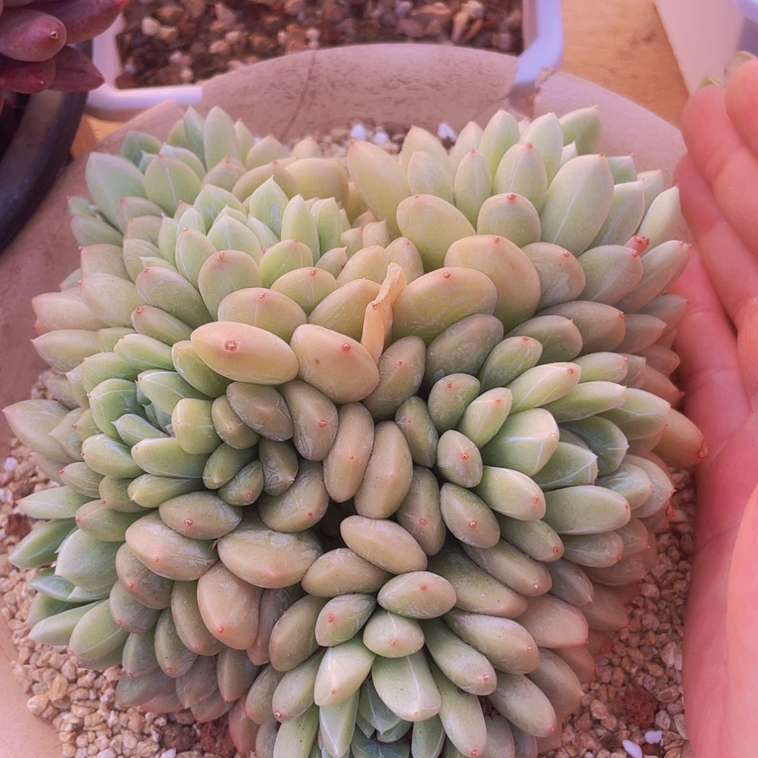 整群百搭翡翠～怎么