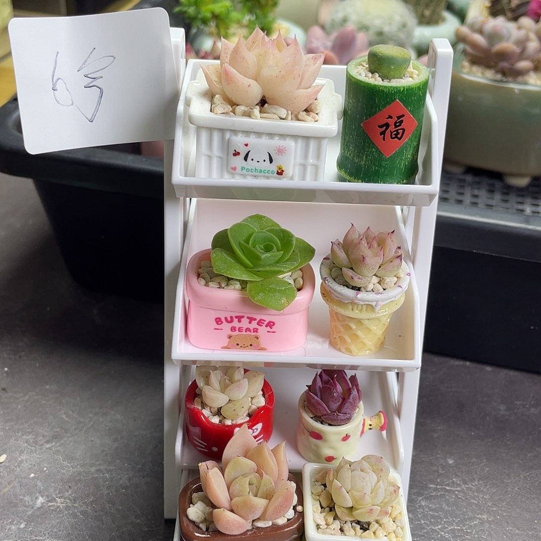 多肉植物带架子一套6号