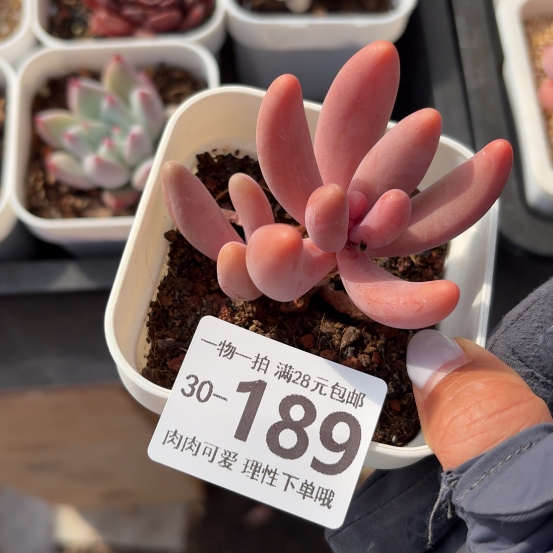 红手指无盆土发货