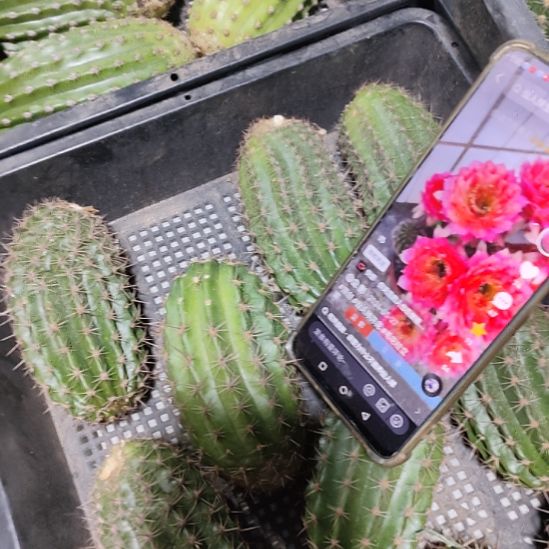 仙人球毛花柱立夏侧芽