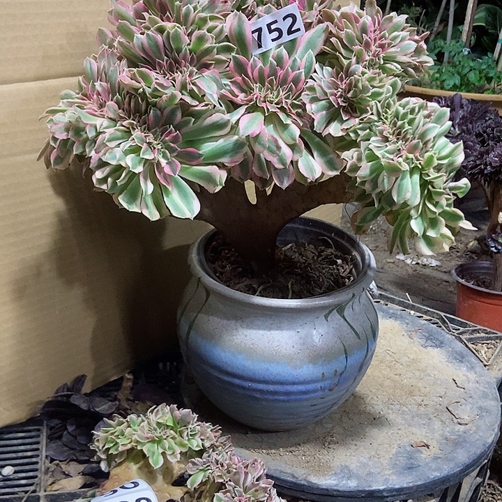 752分女巫老庄缀化老板子法师