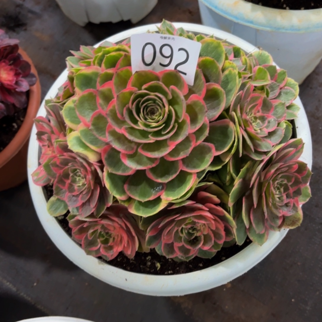 哈哈多肉葡萄福利来092