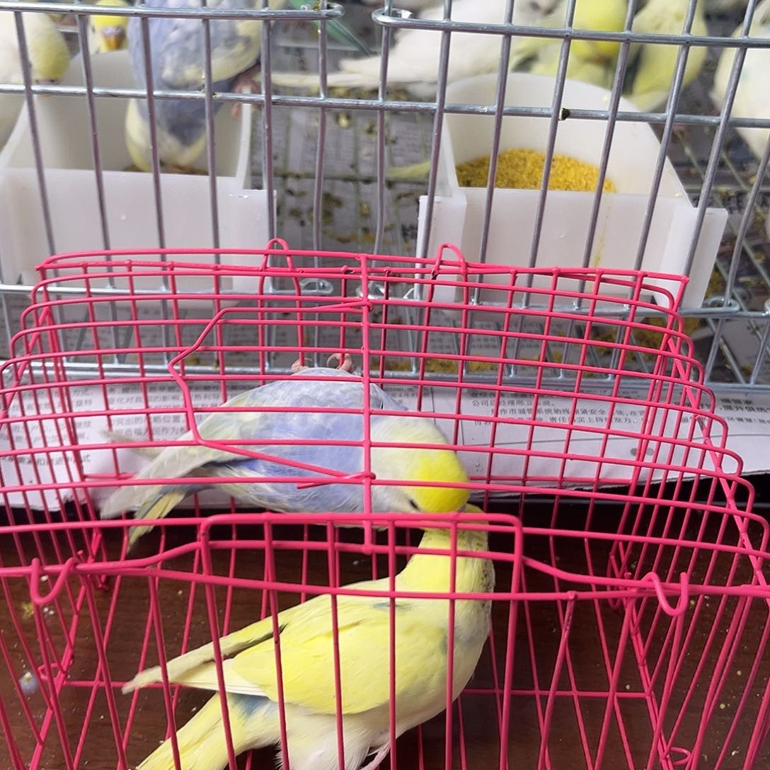 虎皮鹦鹉金彩鹦鹉