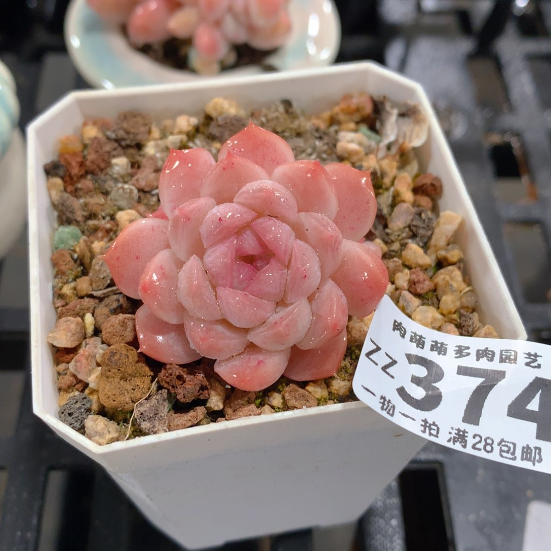 肉萌萌拇指盆精控多肉ZZ374