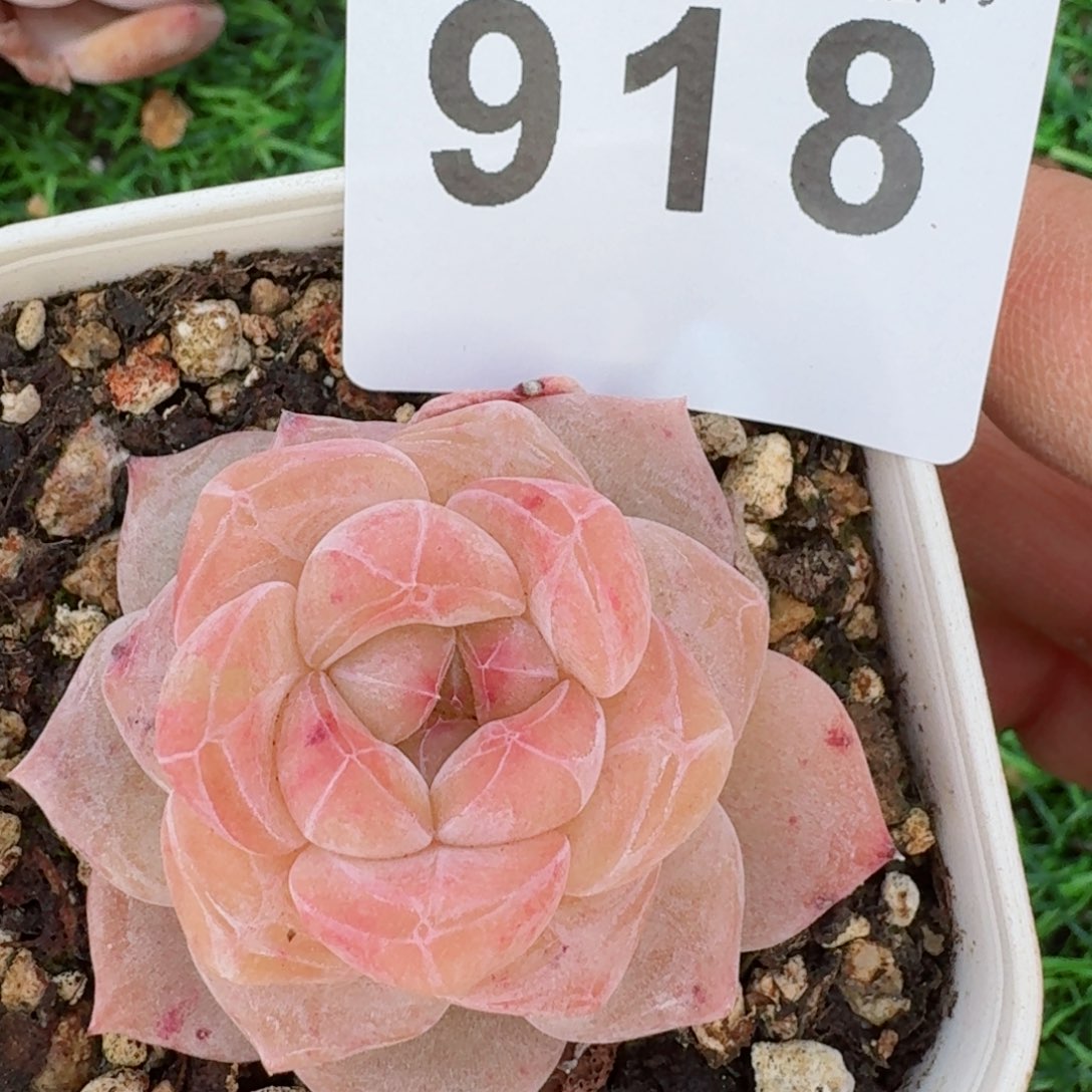 糯冰         精品多肉