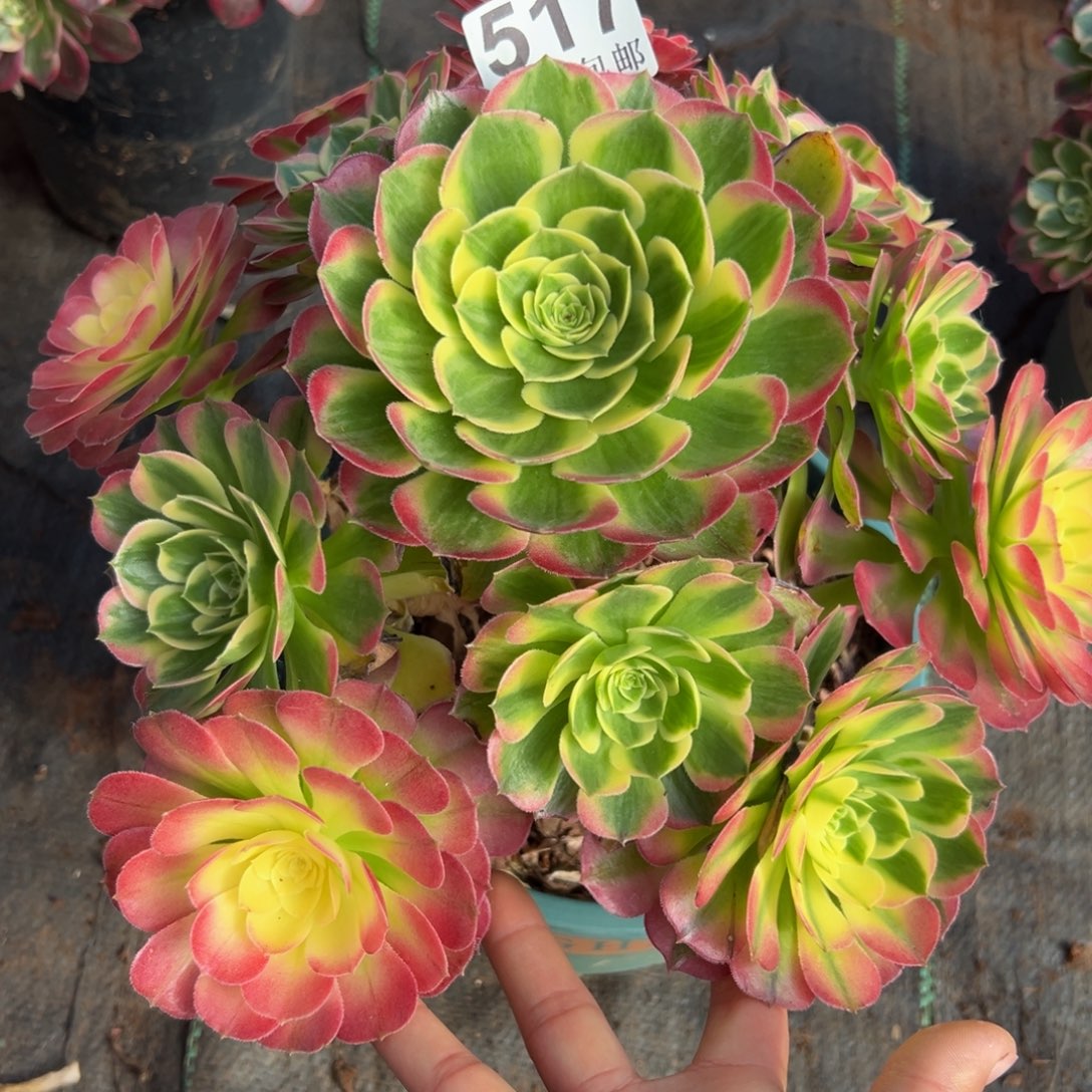 李***）多肉植物517海仙的