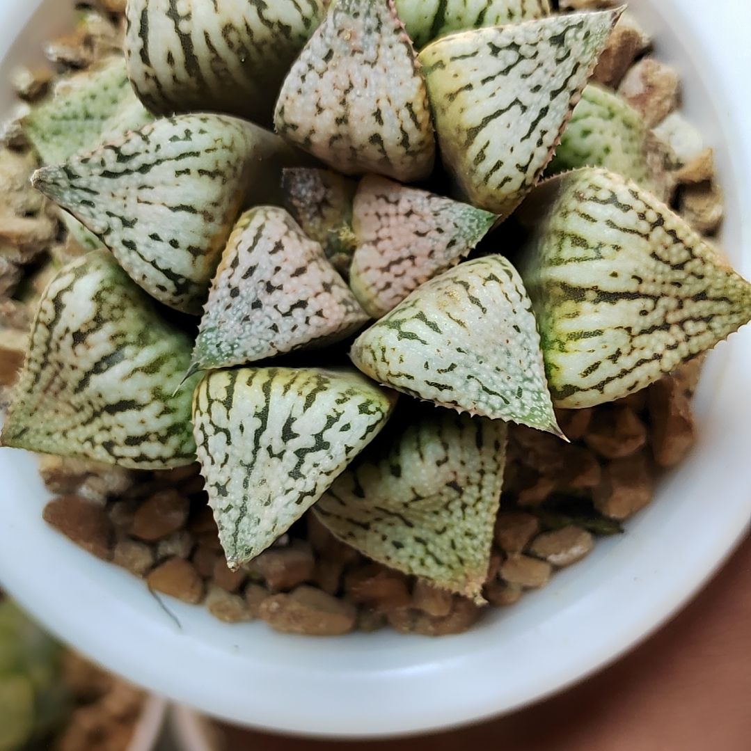 290号 实生白银 7.5厘米左右一物一拍带盆