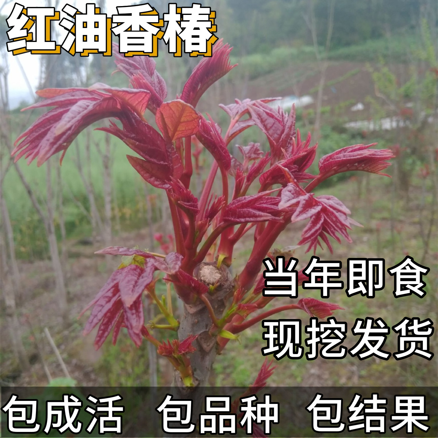 正宗红油香椿苗南北方地栽种植食用矮化四季老桩盆栽小苗香椿芽树