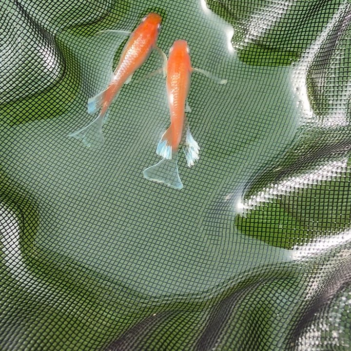 青鳉鱼编号 101 木红赤壁真长鳍一对