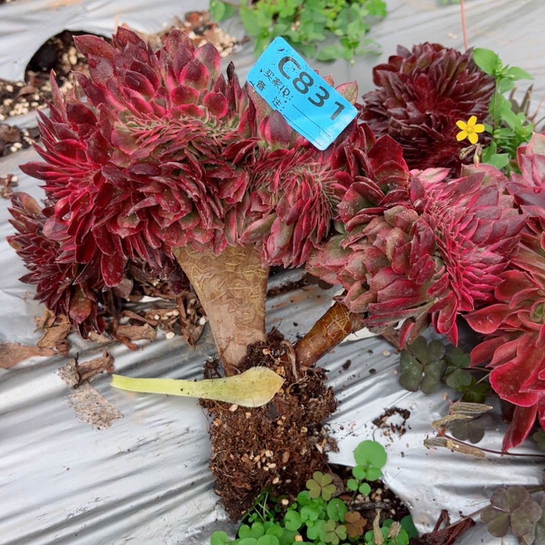 多肉植物831荔枝