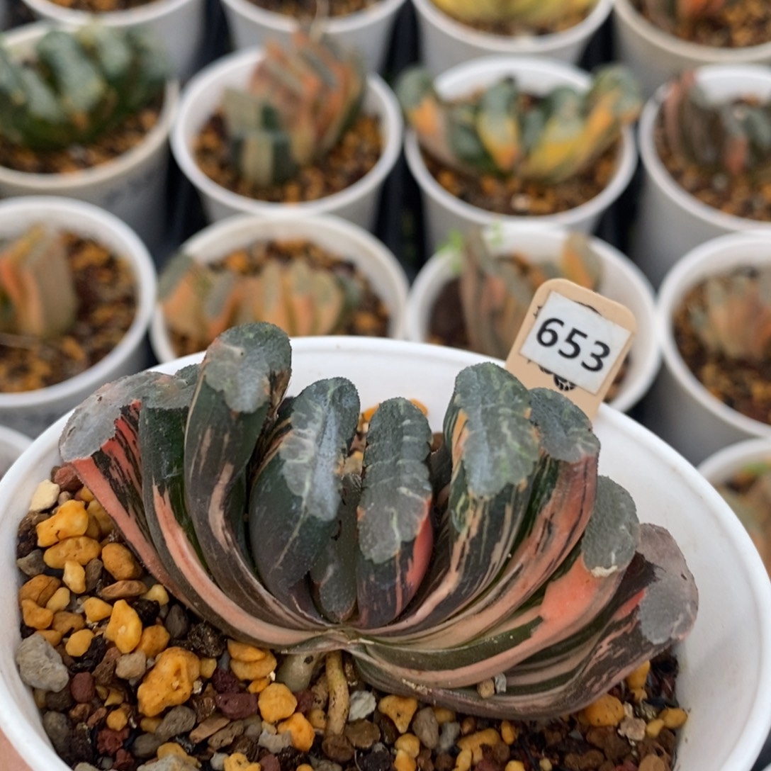 不开花植物653赤斑