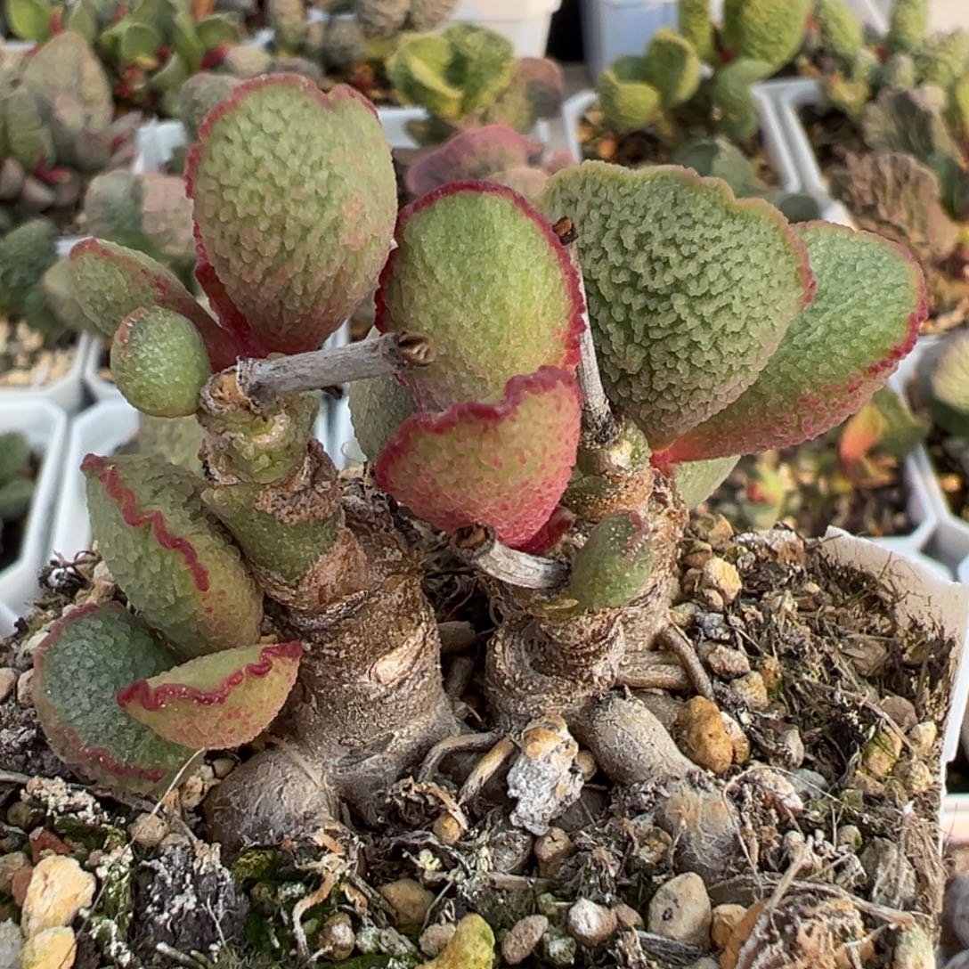 流萤磨砂蛋多头纯木质桩多肉植物