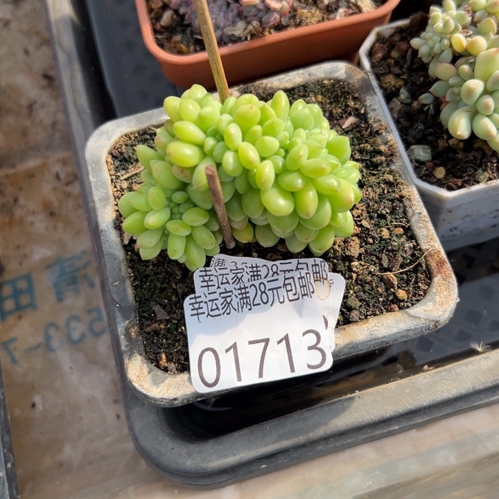 幸运儿是一位幸运