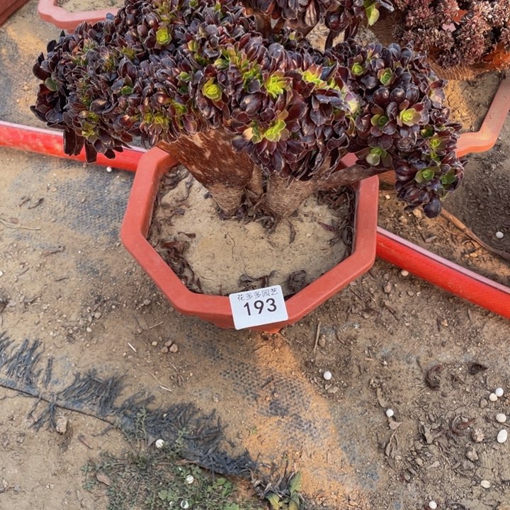 193号欧紫法师缀花