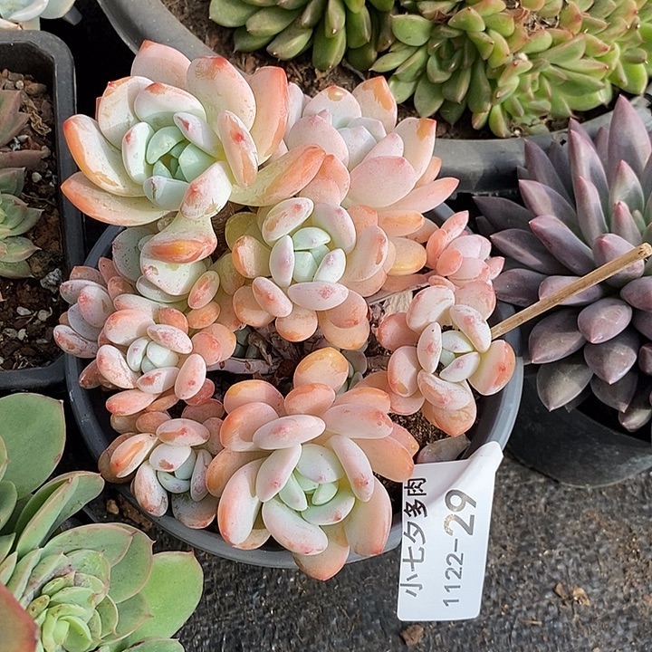 小七夕多肉冷香29