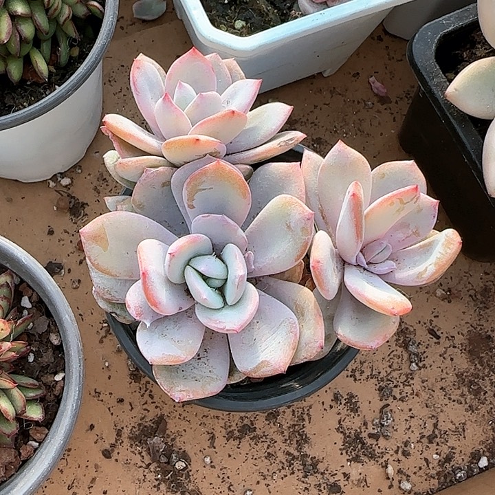 灼*青蛙王子儿童牙膏111