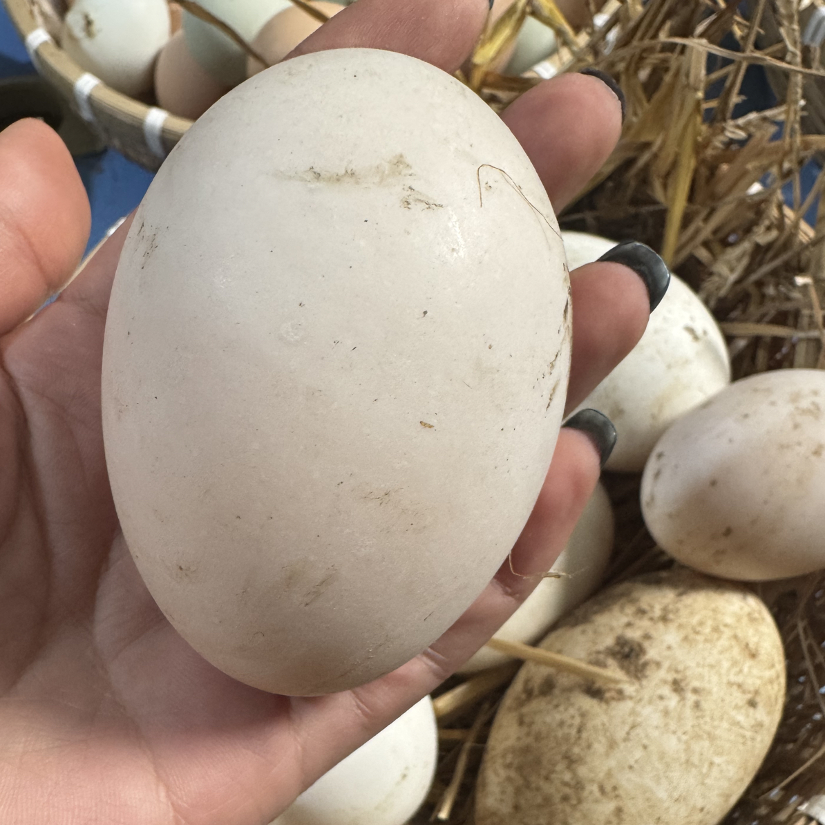 五淮村农家土鹅蛋【顺丰发货】