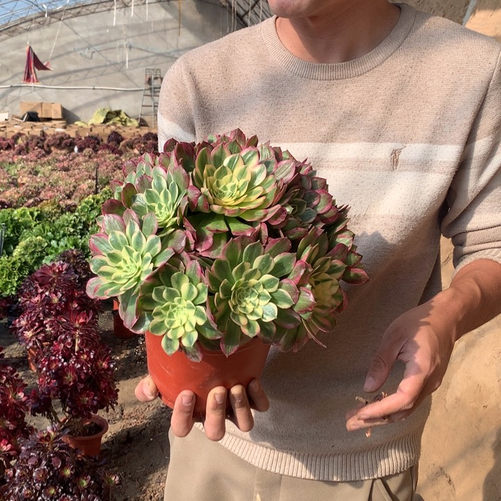 海王好看好养好养