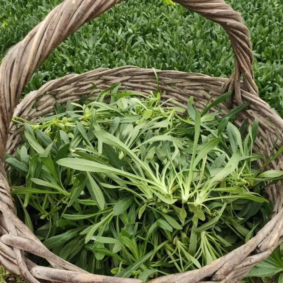 山东应季新鲜面条菜农家自种蒸菜做馅必备时令蔬菜