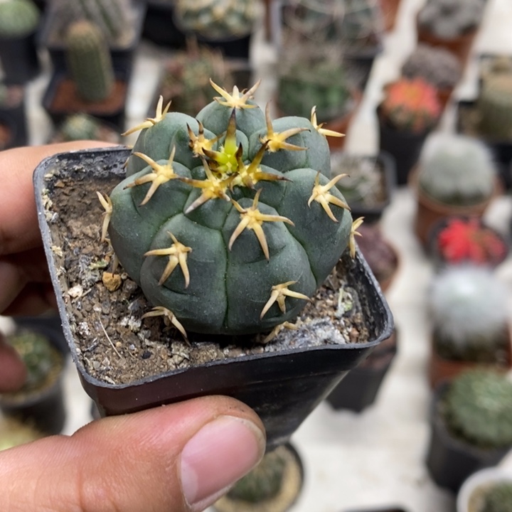 实生猫爪特价福利