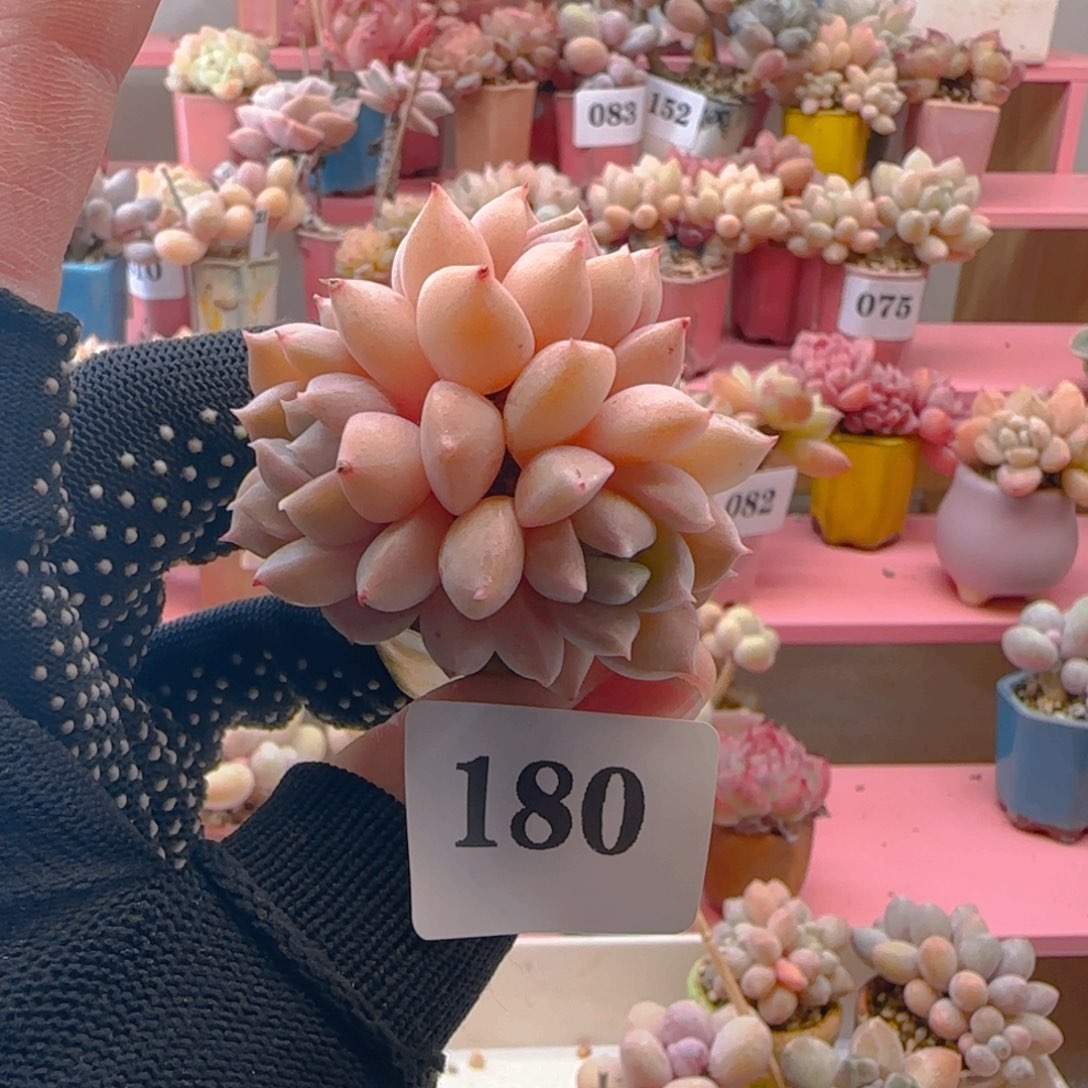 180琉璃仙子，带盆土发货，满38包邮非偏远。