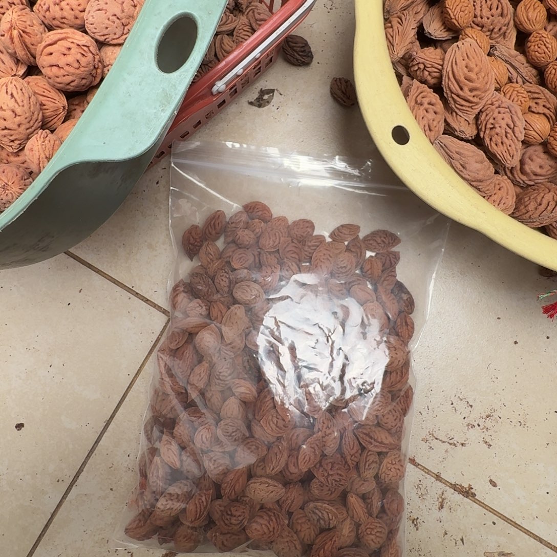 野生散装碧桃核特价处理