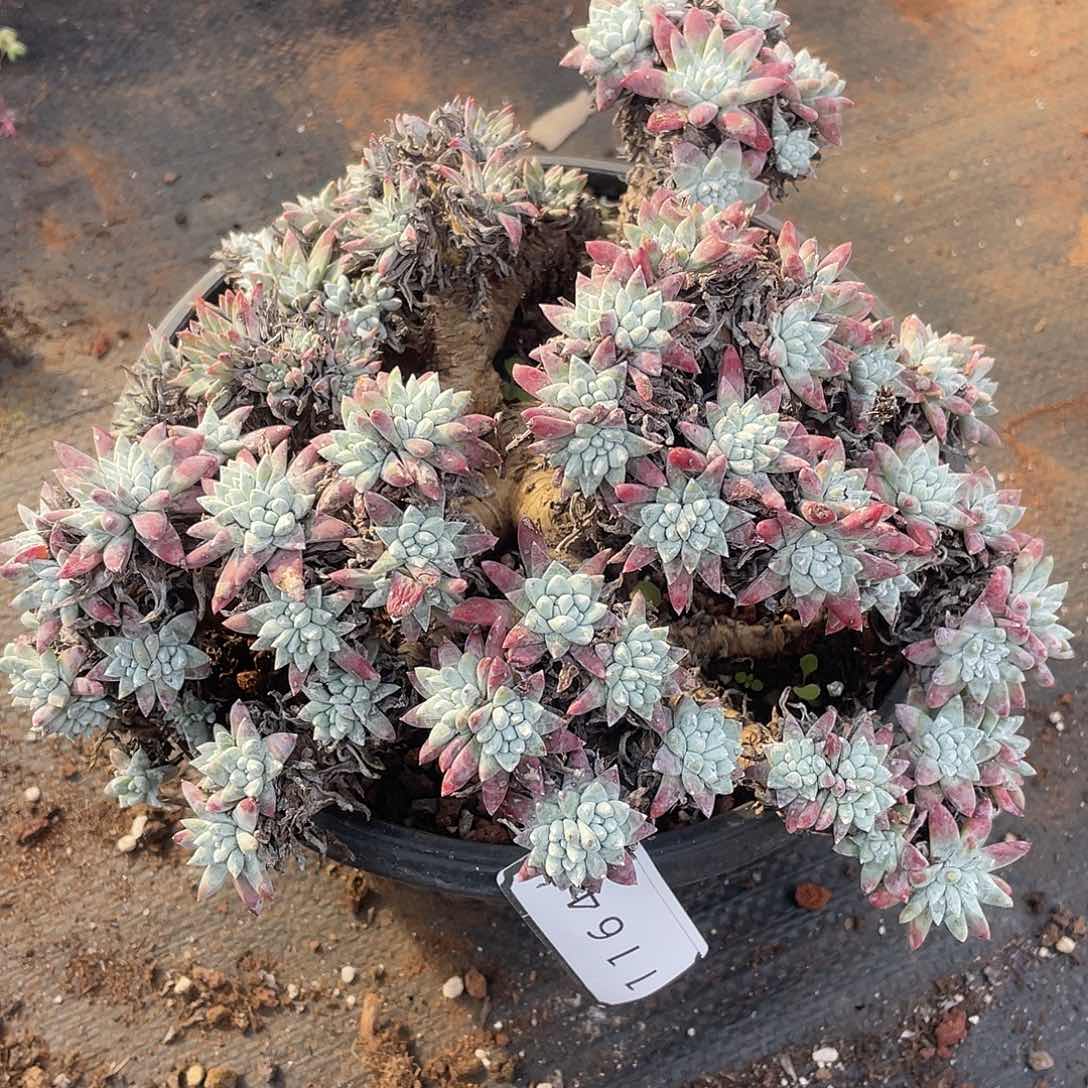 瑕疵特价不售后大群白菊11643