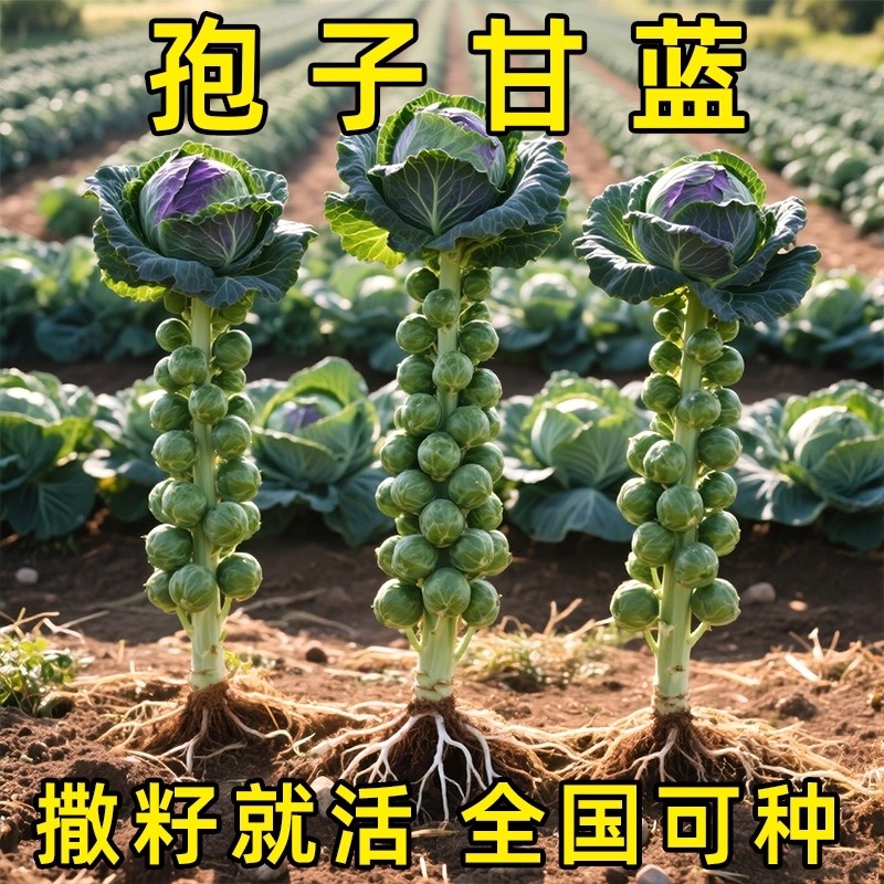 孢子甘蓝种子甘蓝菜种子苗蔬菜种籽四季小包菜卷心蔬菜四季小包菜