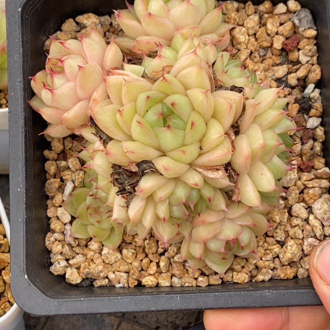 精品多肉一物一拍不包整211