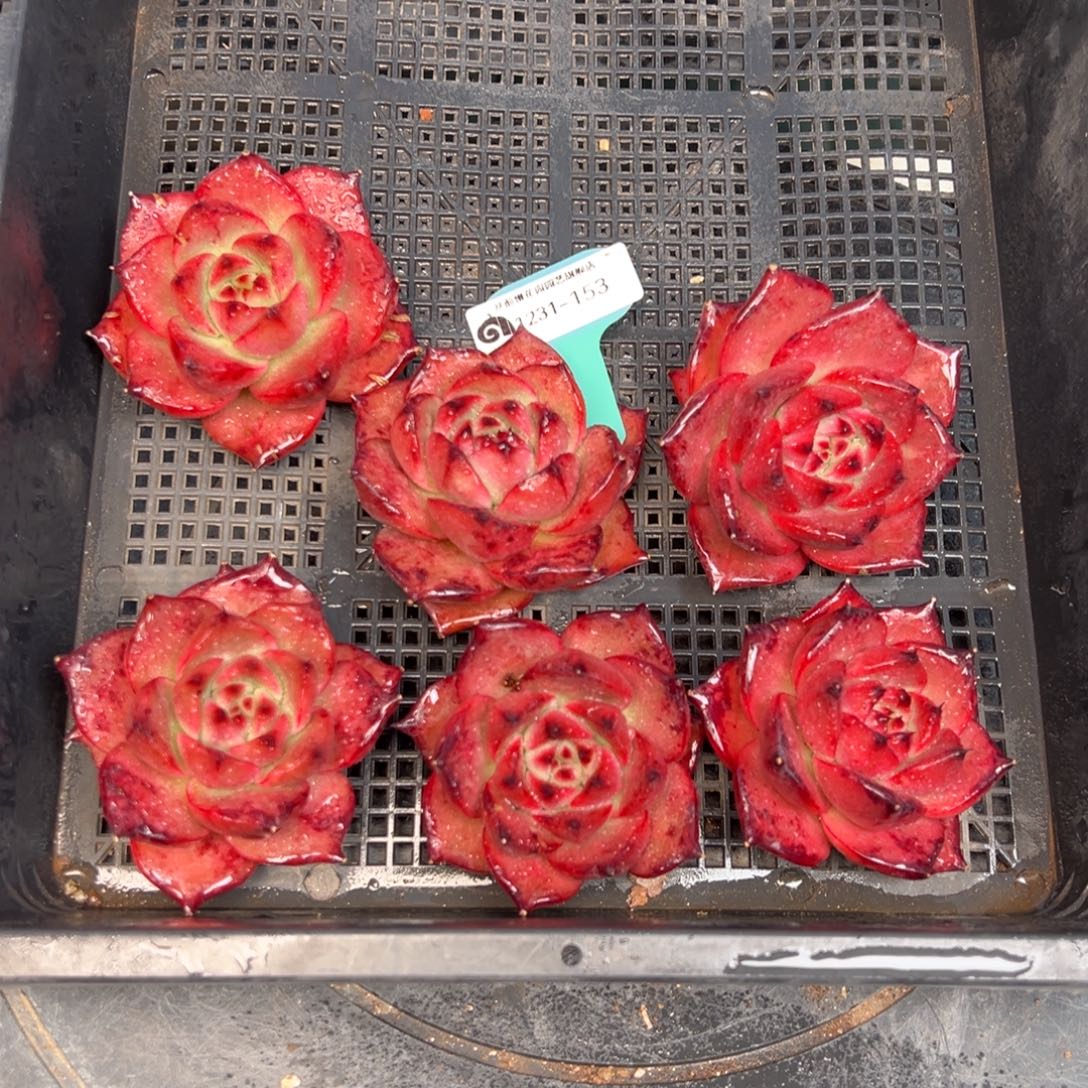 从前慢多肉精选编号1231.153量