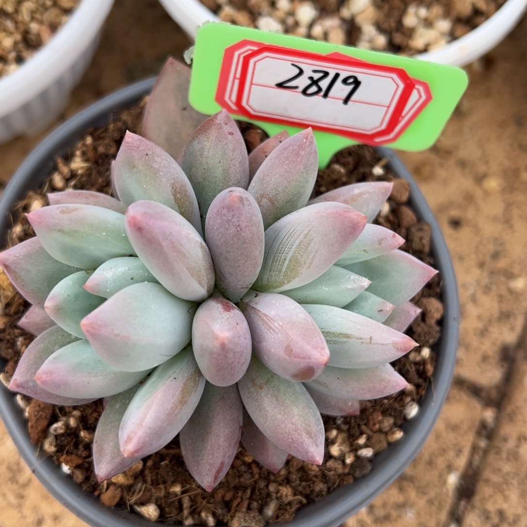 2819。              