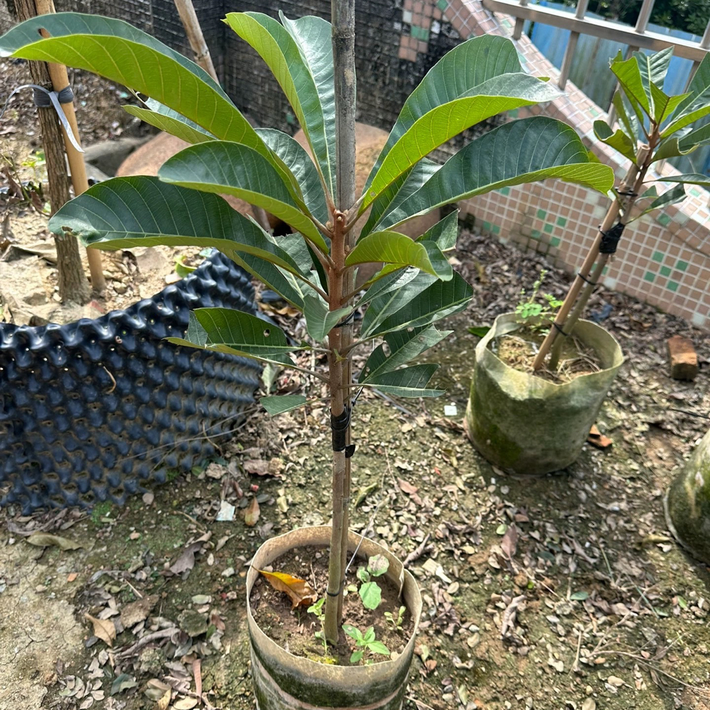 广东洛里托妈咪果弗罗里达引进种源肉质香甜润滑两斤重以上高产