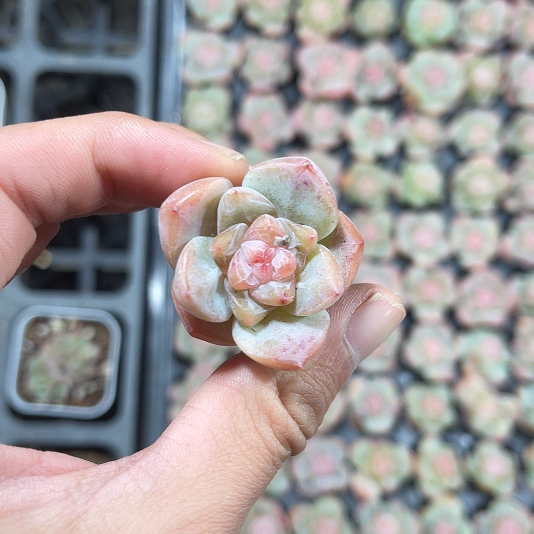 精品繁星珍妮多肉植物