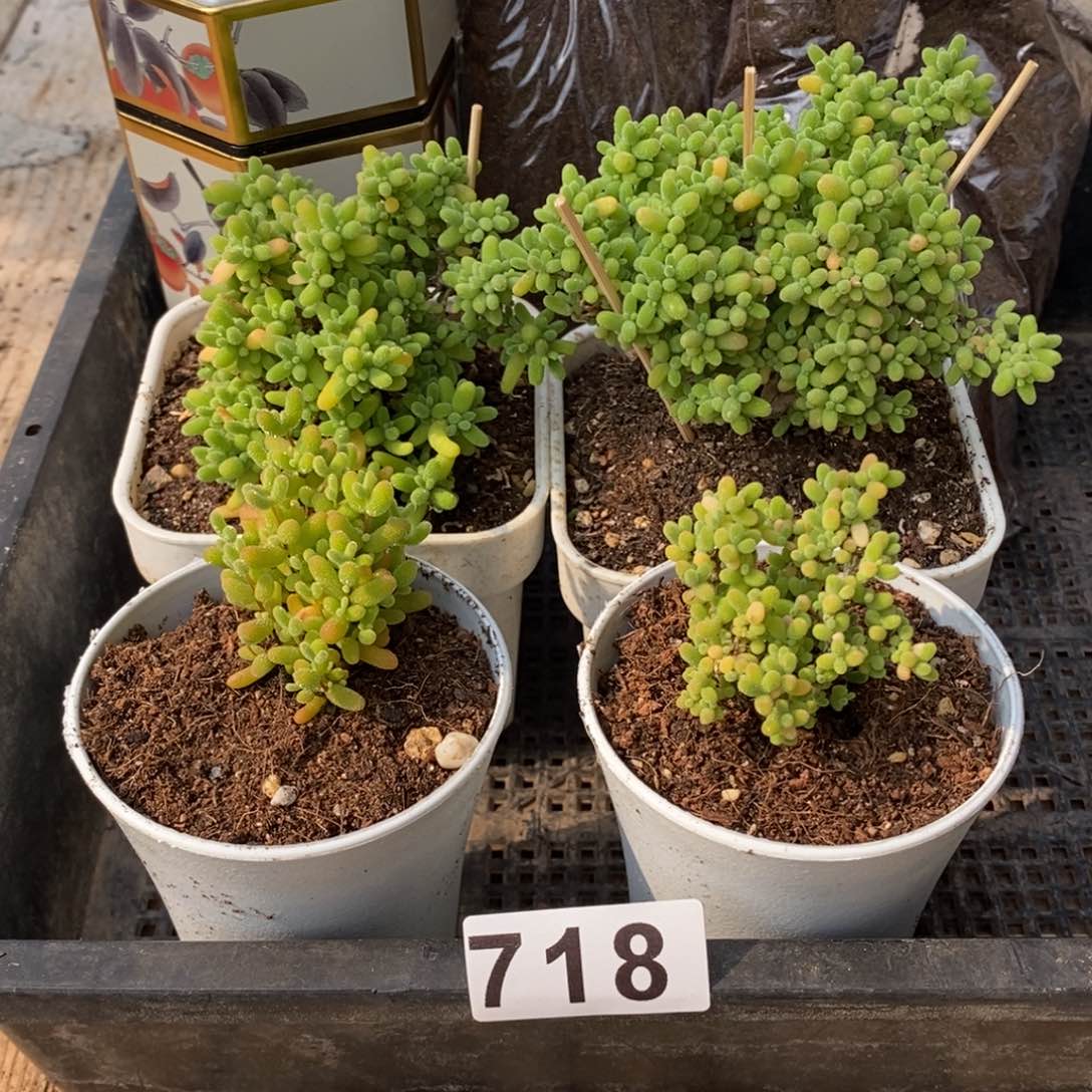 枝干番杏多肉植物718
