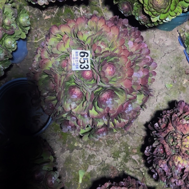 万圣节花29-53包邮花花