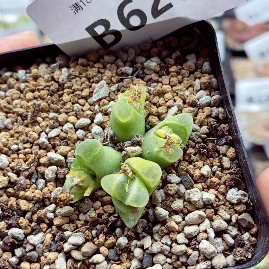 我的小姐姐们都是620