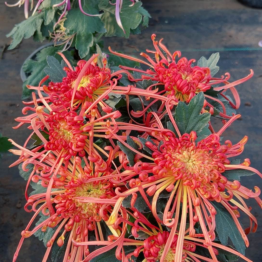 完全开放山海明曲