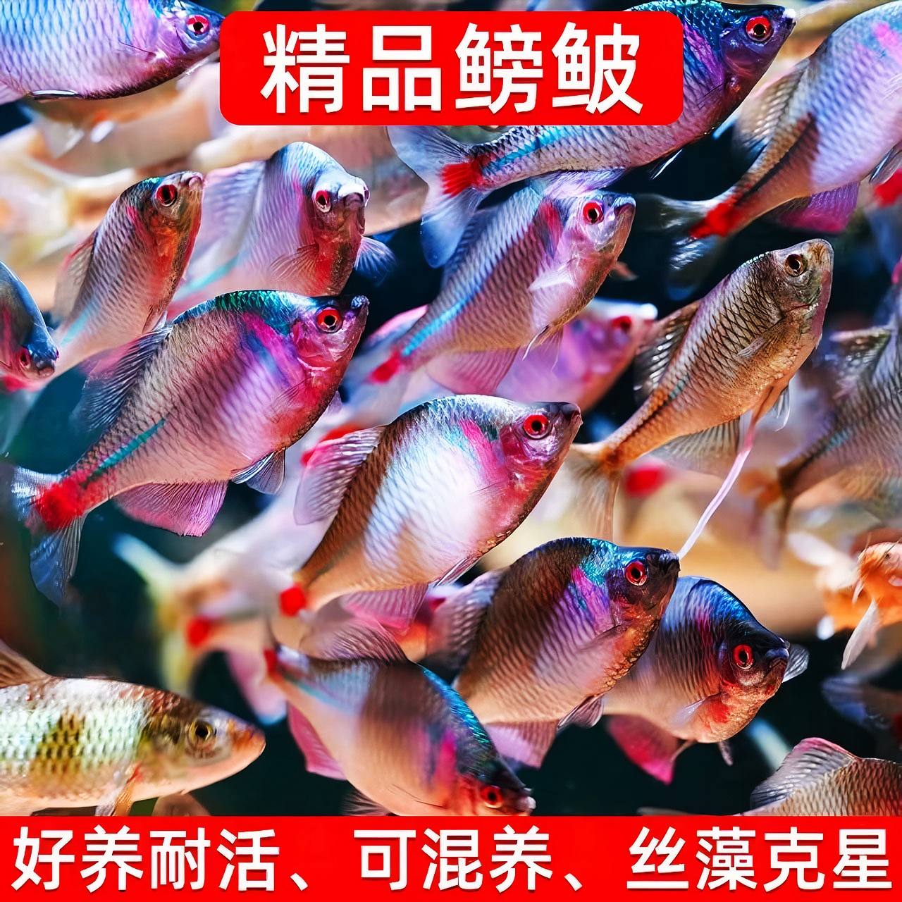 鳑鲏鱼 旁皮鱼观赏鱼冷水鱼原生鱼七彩高体旁皮活体小型淡水鱼活