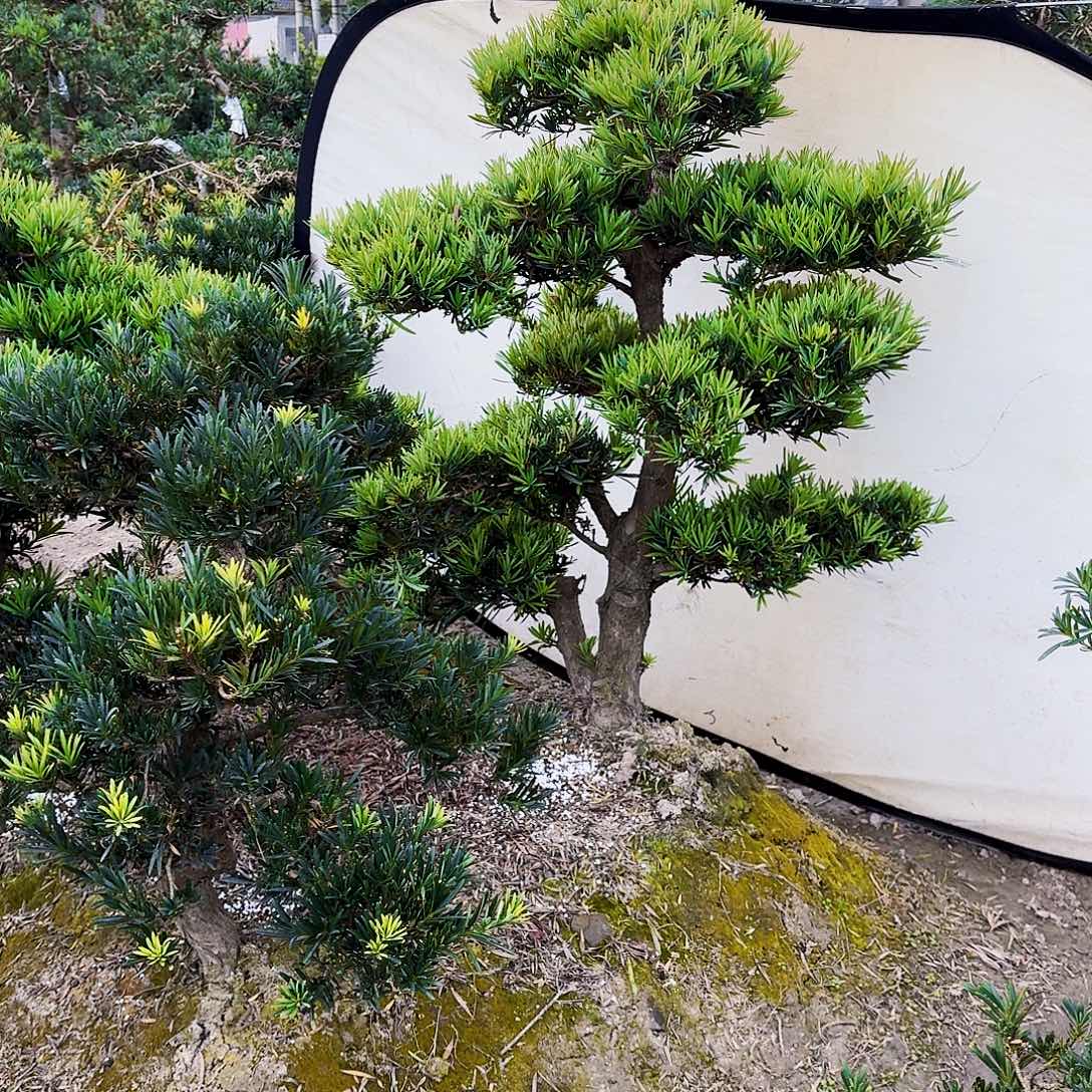 完全开放精品罗汉松无铝丝