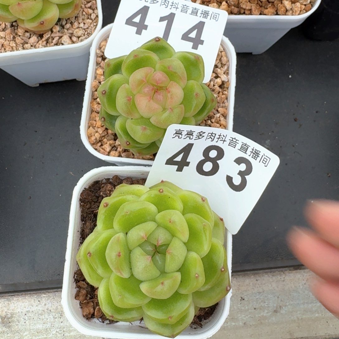 肥*桑空灵珍妮         多肉植物