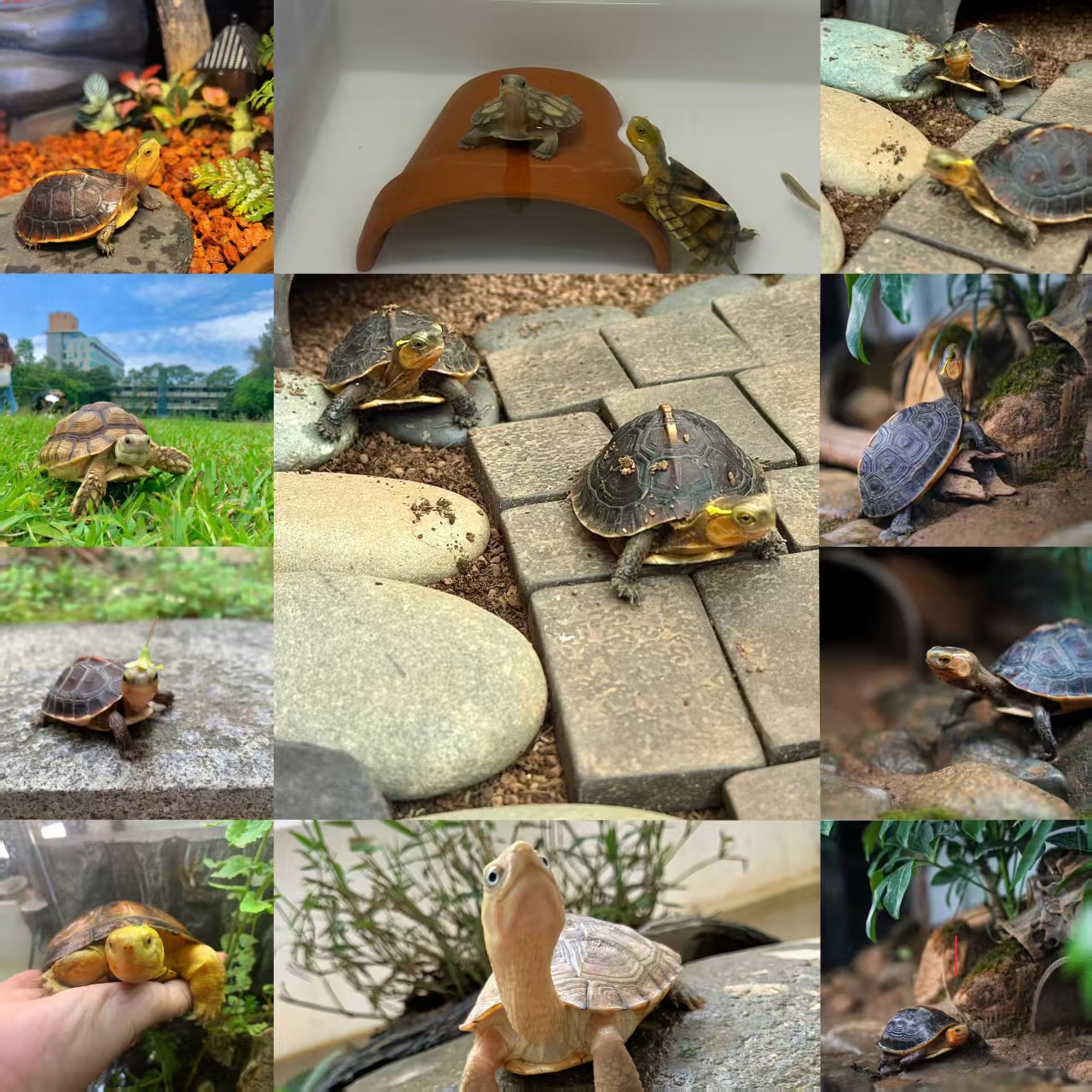 宠物活体小宠链接