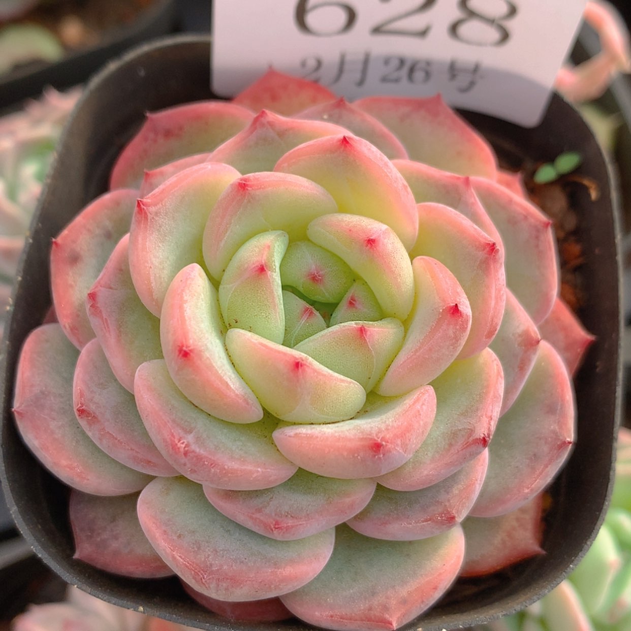 【闪购商品】云628