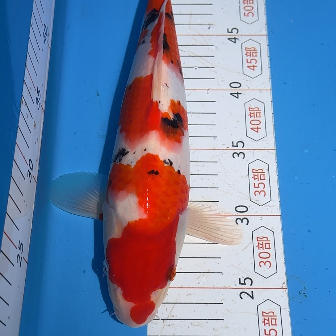 锦鲤32厘米三段大正公母不详