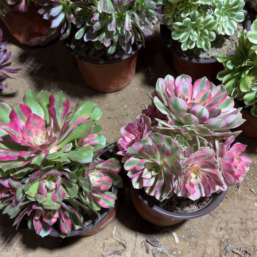 粉女巫香妃18多肉植物