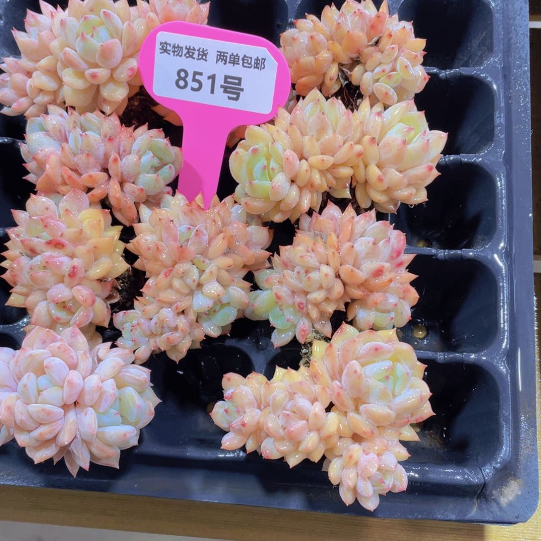 851号 海盐薄荷朵朵缀2个