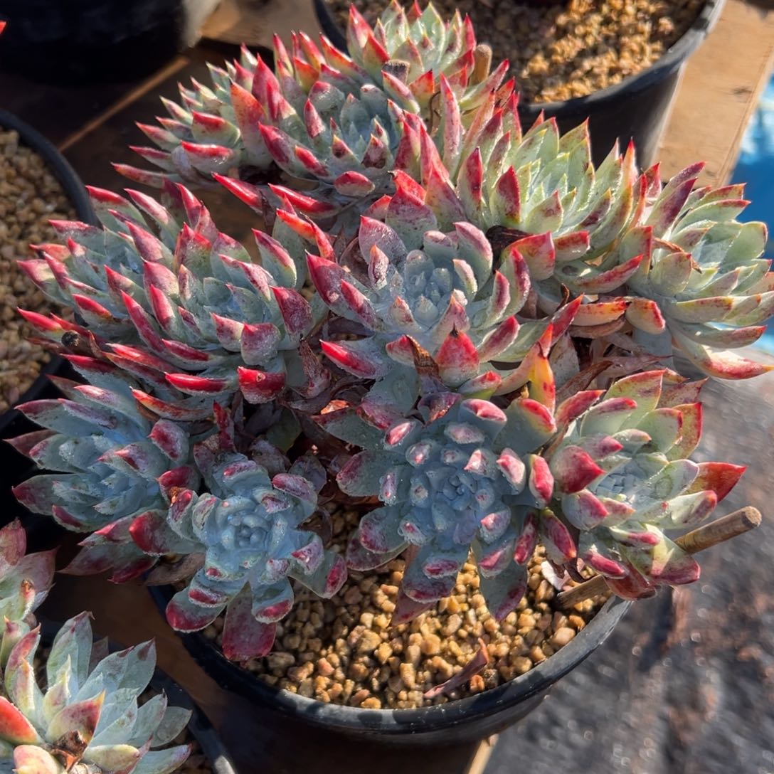 陆****哥付这么多就好了